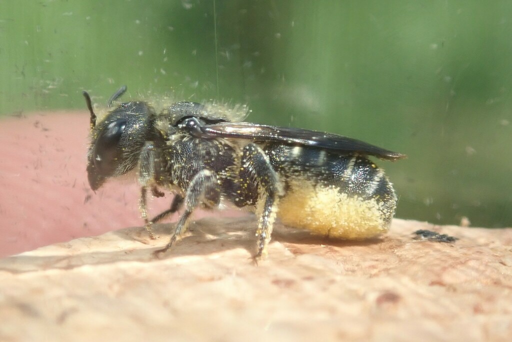 Osmia ligurica