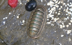 Ischnochiton australis