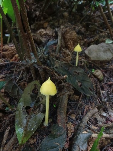 観察された菌類