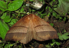Eupterotidae