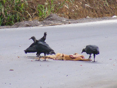 Coragyps atratus foetens