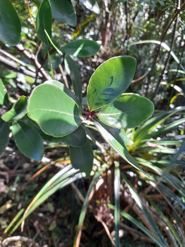Pseudowintera insperata (Pseudowintera insperata)