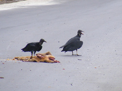 Coragyps atratus foetens