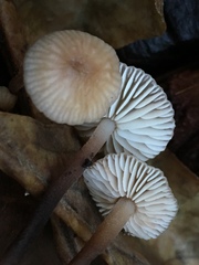 Mycetinis copelandii