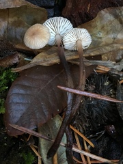 Mycetinis copelandii