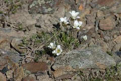 Cherleria arctica