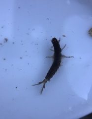 Hydropsyche californica