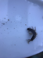 Hydropsyche californica