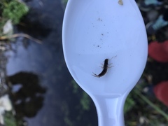 Hydropsyche californica