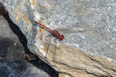 Trithemis lilacina