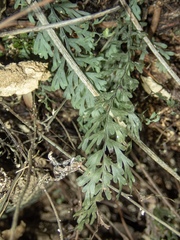 Hymenophyllum demissum