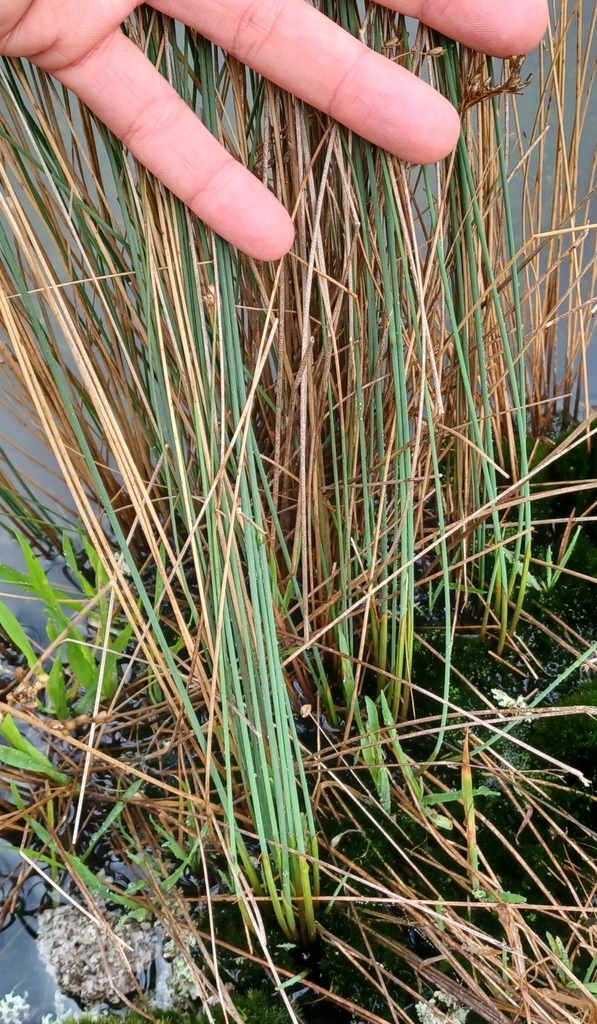 rushes from Laharum VIC 3401, Australia on June 14, 2023 at 01:21 PM by ...