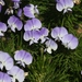 Psoralea - Photo (c) James Bailey,  זכויות יוצרים חלקיות (CC BY-NC), uploaded by James Bailey