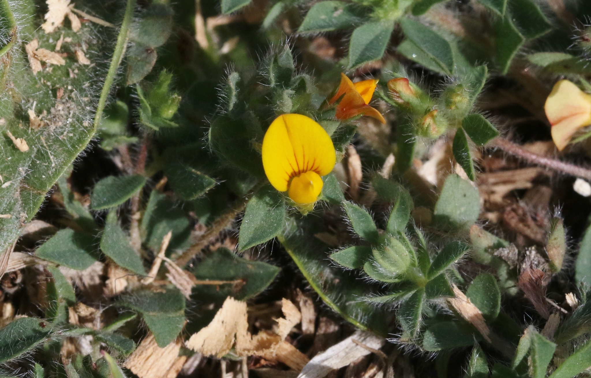 Lotus subbiflorus