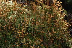Gleichenia alpina
