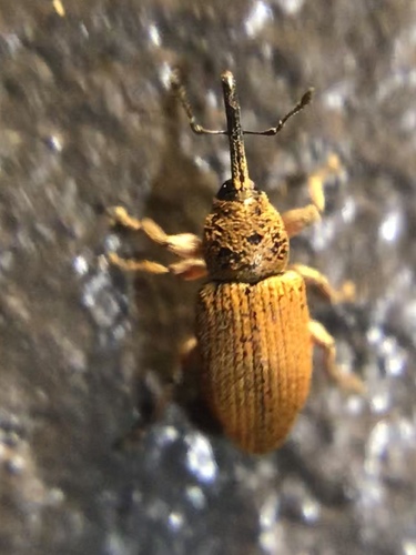 Red Sunflower Seed Weevil photo 5