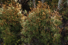 Gleichenia alpina
