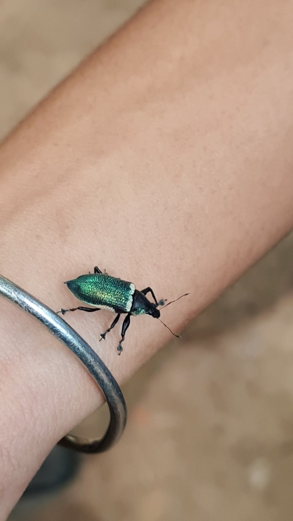 Cratopus venustus