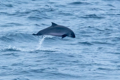 Dwarf Sperm Whale photo 3