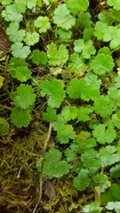 Hydrocotyle microphylla