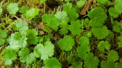 Hydrocotyle microphylla