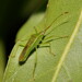 Fruitspotting Bug - Photo (c) Reiner Richter, some rights reserved (CC BY-NC-SA), uploaded by Reiner Richter
