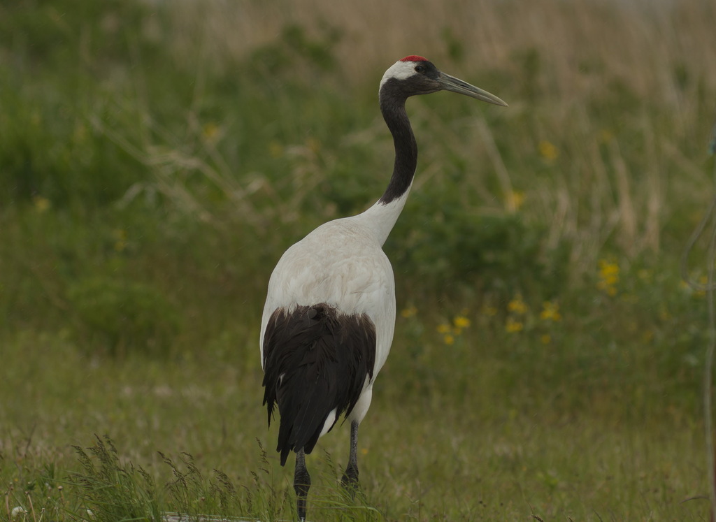두루미 in 6월 2023 by Andrew Pierce · iNaturalist 두루미 (Grus japonensis)