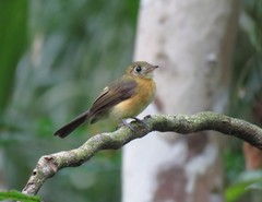 Myiobius sulphureipygius