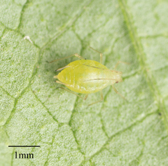 Myzus persicae