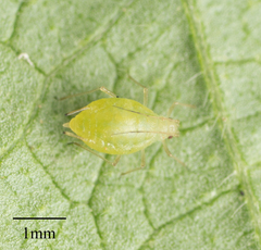 Myzus persicae