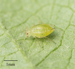 Myzus persicae