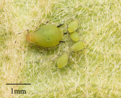 Aphis spiraecola