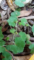 Hydrocotyle bowlesioides