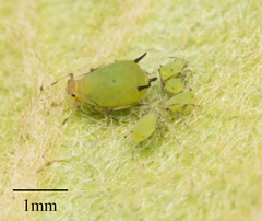Aphis spiraecola
