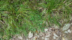 Hydrocotyle bowlesioides