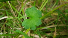 Hydrocotyle bowlesioides