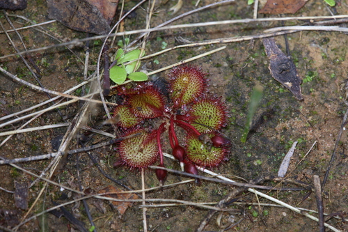 Drosera orbiculata