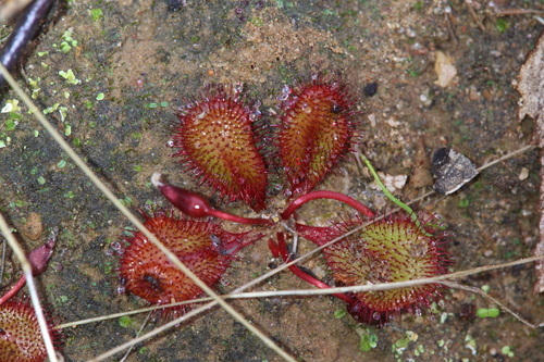 Drosera orbiculata