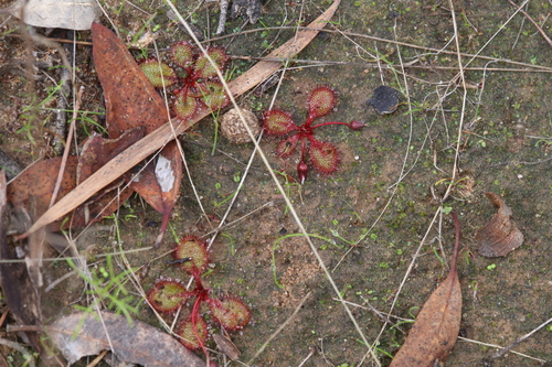 Drosera orbiculata