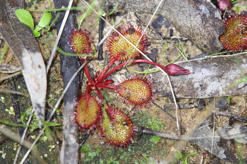 Drosera orbiculata