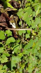 Hydrocotyle bowlesioides