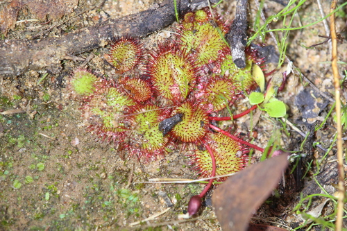 Drosera orbiculata
