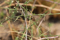 Asparagus cooperi