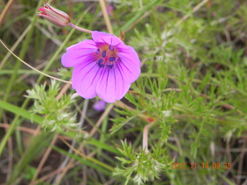 Marsh Cranesbill (Geranium multisectum)