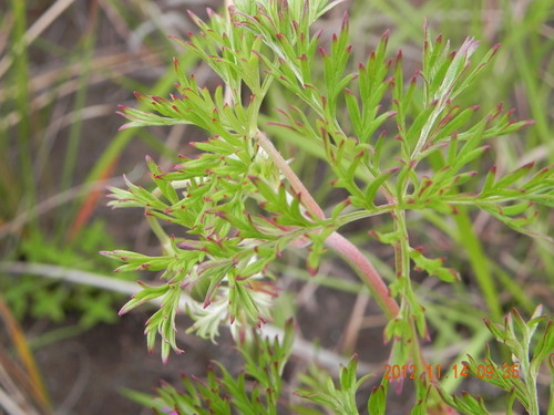 Geranium multisectum, photograph 4