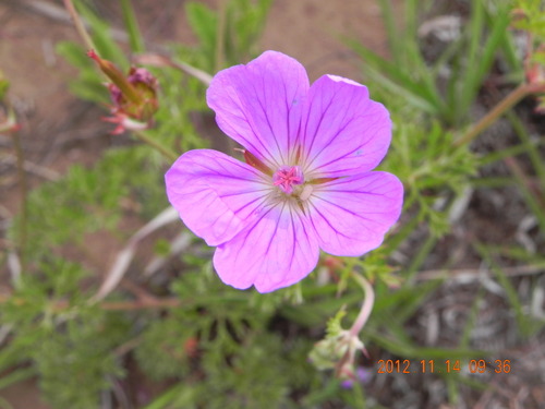 Geranium multisectum, photograph 1