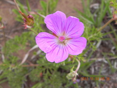 author not stated, no rights reserved Geranium multisectum, photograph author not stated, no rights reserved