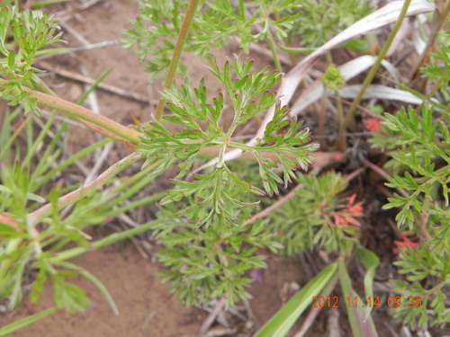 Image of Geranium multisectum by no rights reserved