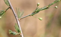 Asparagus cooperi