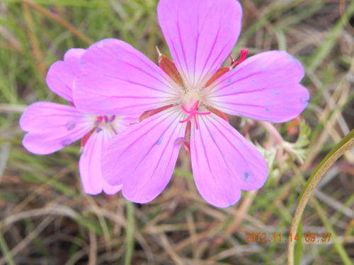Geranium multisectum, photograph 2